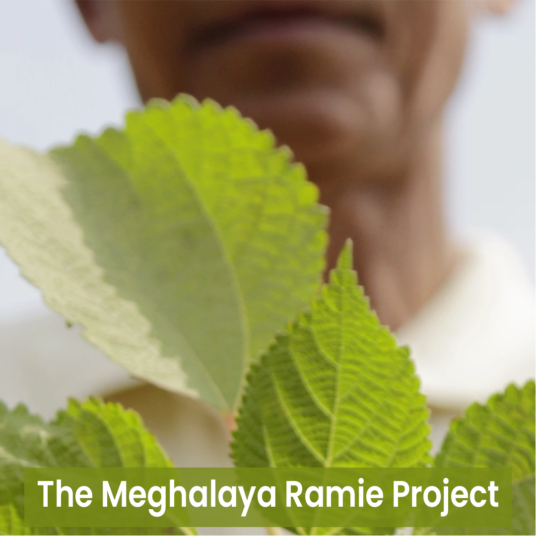 The Meghalaya Ramie Project